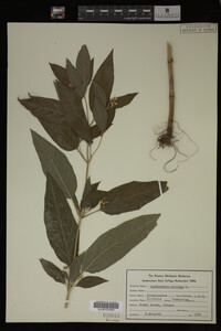 Image Associated With the Occurrence