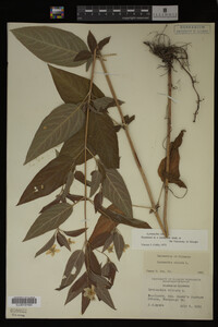 Image Associated With the Occurrence