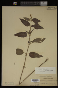 Image Associated With the Occurrence