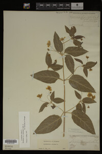 Image Associated With the Occurrence