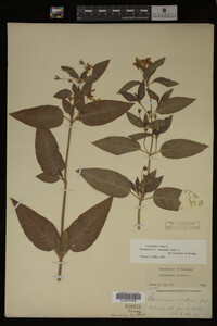 Image Associated With the Occurrence