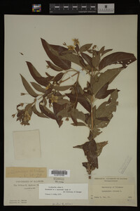 Image Associated With the Occurrence
