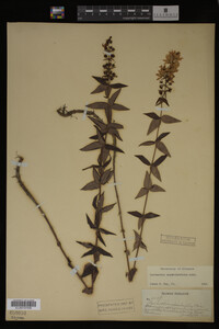 Media resource of Lysimachia asperulifolia
