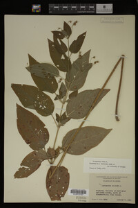 Image Associated With the Occurrence
