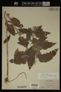 Image Associated With the Occurrence