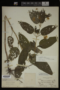 Image Associated With the Occurrence