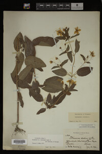 Image Associated With the Occurrence