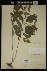 Image Associated With the Occurrence