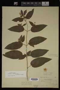Image Associated With the Occurrence