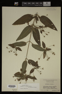 Image Associated With the Occurrence