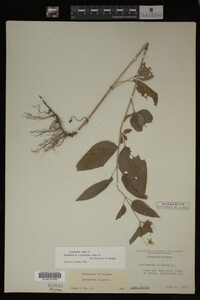 Image Associated With the Occurrence