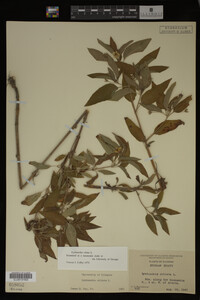 Image Associated With the Occurrence