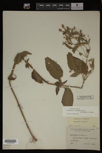 Image Associated With the Occurrence