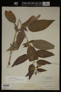 Image Associated With the Occurrence