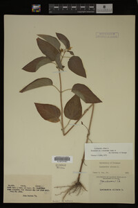 Image Associated With the Occurrence