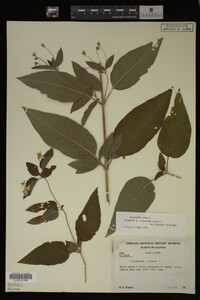 Image Associated With the Occurrence