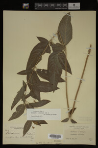 Image Associated With the Occurrence