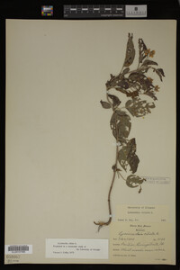 Image Associated With the Occurrence