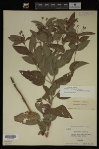 Image Associated With the Occurrence