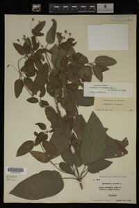 Image Associated With the Occurrence