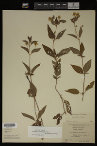 Image Associated With the Occurrence