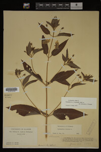 Image Associated With the Occurrence
