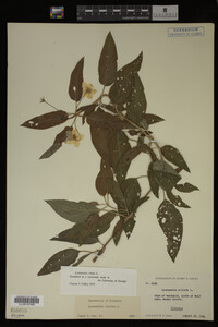 Image Associated With the Occurrence