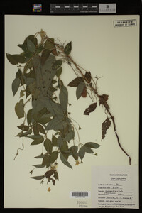 Image Associated With the Occurrence