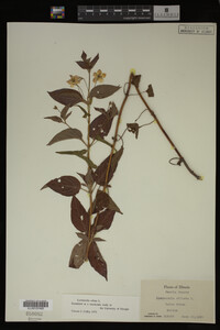 Image Associated With the Occurrence