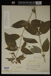 Image Associated With the Occurrence