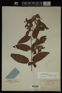 Image Associated With the Occurrence