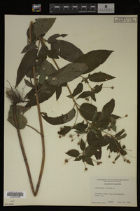 Image Associated With the Occurrence