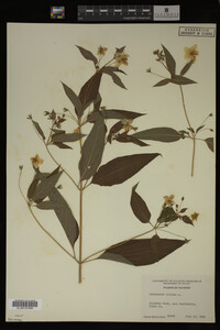 Image Associated With the Occurrence