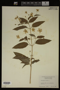 Image Associated With the Occurrence
