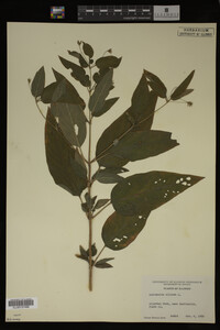 Image Associated With the Occurrence