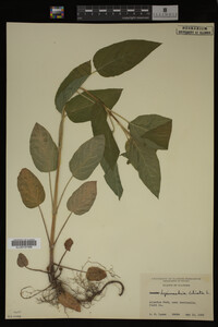 Image Associated With the Occurrence