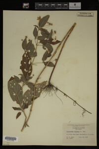 Image Associated With the Occurrence