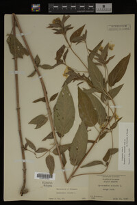 Image Associated With the Occurrence