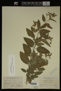Image Associated With the Occurrence