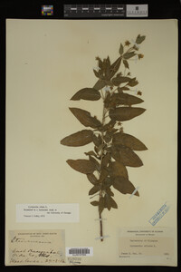 Image Associated With the Occurrence