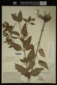 Image Associated With the Occurrence