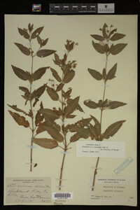 Image Associated With the Occurrence
