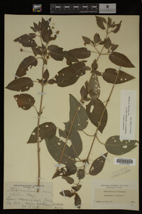 Image Associated With the Occurrence