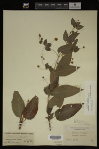 Image Associated With the Occurrence
