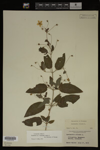 Image Associated With the Occurrence