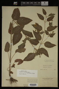 Image Associated With the Occurrence