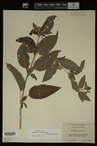 Image Associated With the Occurrence