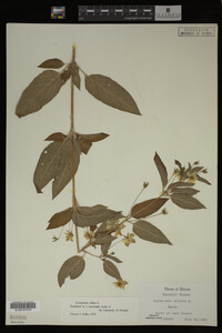 Image Associated With the Occurrence