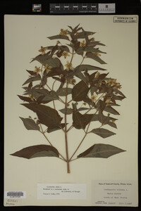 Image Associated With the Occurrence