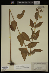 Image Associated With the Occurrence